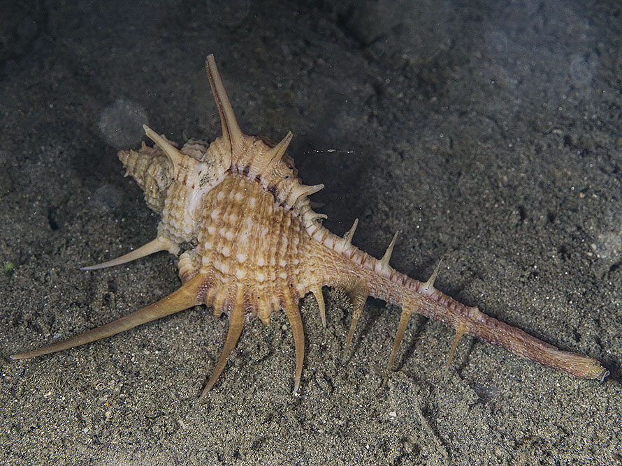 Murex tenuirostrum
